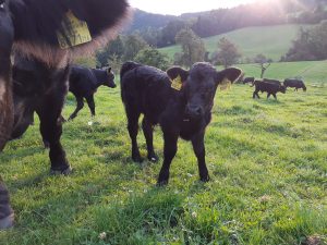 Kalb auf der Weide